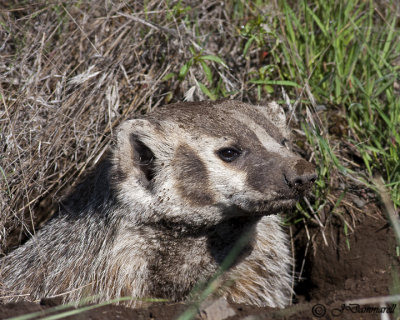 Badger