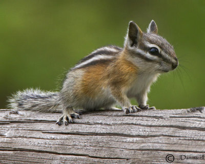 Chipmunk