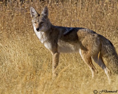 Coyote