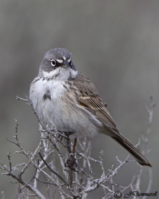 Sage Sparrow