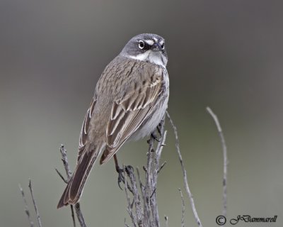 Sage Sparrow