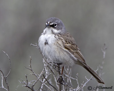 Sage Sparrow