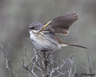 Sage Sparrow