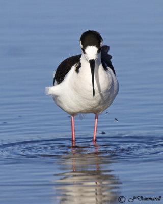 Black-necked Stilt