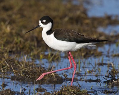 Black-necked Stilt