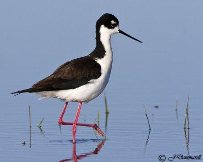 Black-necked Stilt