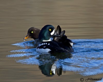 Barrow's Goldeneye