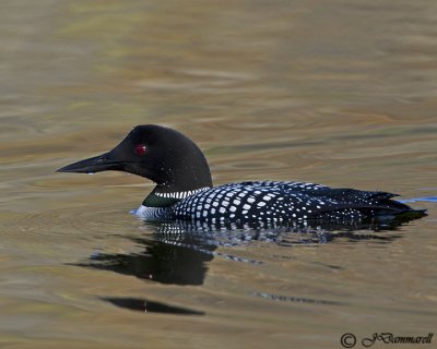 Common Loon