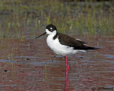 Black-necked Stilt