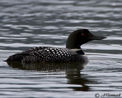 Common Loon