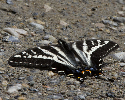 Pale Tiger Swallowtail Papilio multicaudata