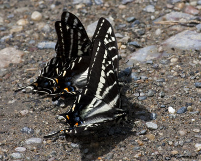 Pale Tiger Swallowtails Papilio multicaudata