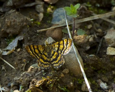 Epelis truncataria moth