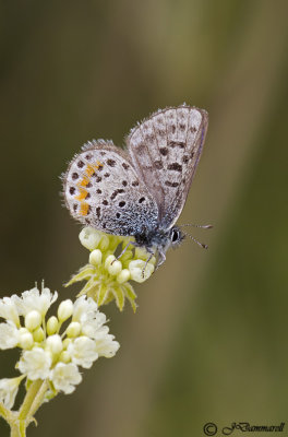 Square-spotted Blue euphilotes battoides