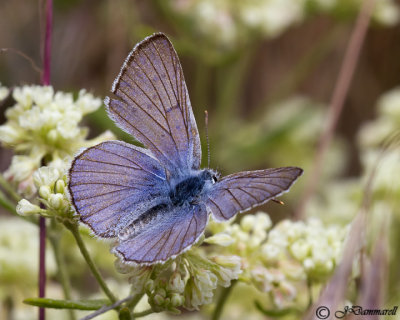 Blue Copper lycaena heteronea