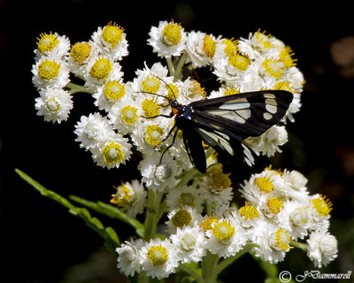 Bluebell Tiger Moth gnophaela vermiculata