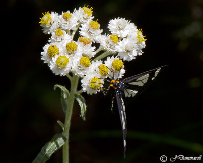 Bluebell Tiger Moth gnophaela vermiculata