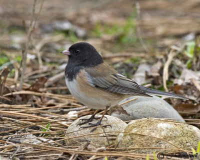 Dark-eyed Junco