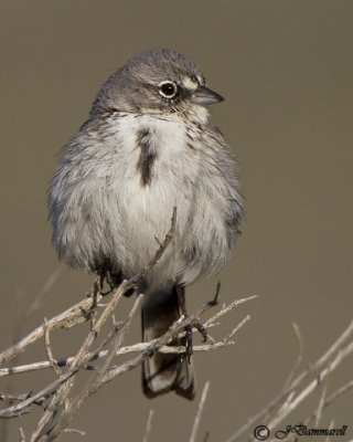Sage Sparrow