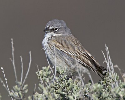 Sage Sparrow