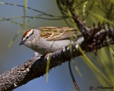 Chipping Sparrow