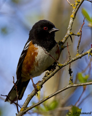 Spotted Towhee