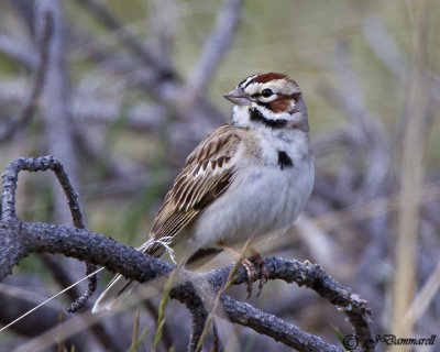 Lark Sparrow