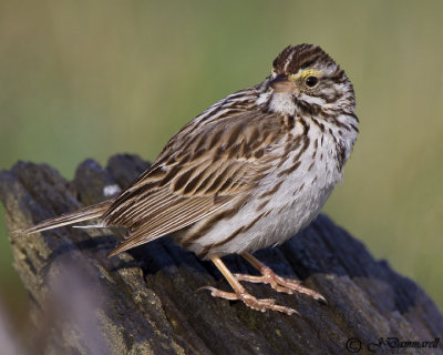 Savannah Sparrow