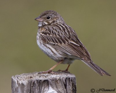 Vesper Sparrow