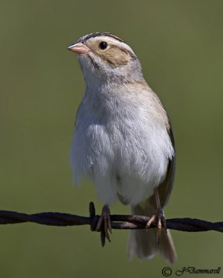 Clay-colored Sparrow