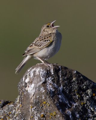 Grasshopper Sparrow