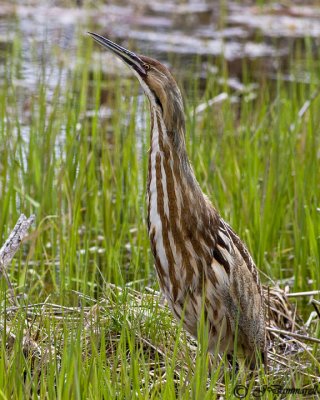 American Bittern