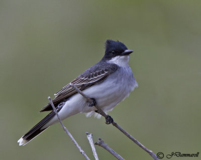 Eastern Kingbird