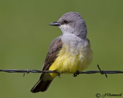 Western Kingbird