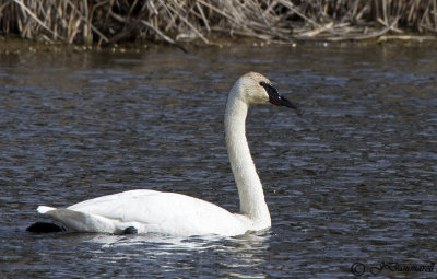 Tundra Swan