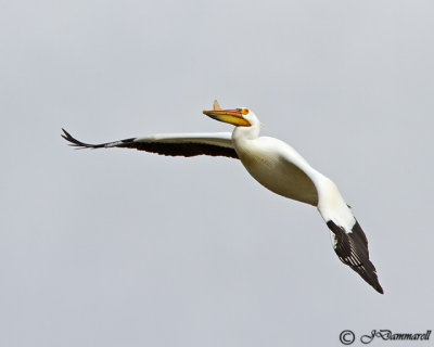 American White Pelican