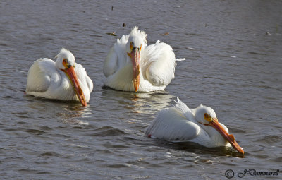 American White Pelican