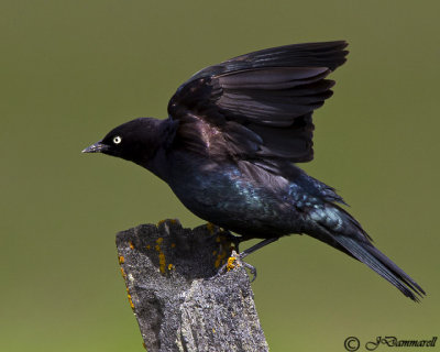 Brewer's Blackbird