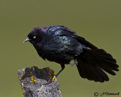 Brewer's Blackbird