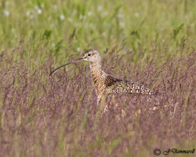 Long-billed Curlew