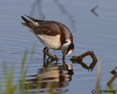 Wilson's Phalarope