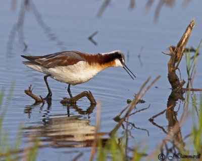 Wilson's Phalarope