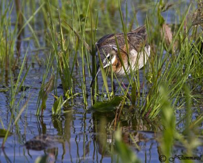 Wilson's Phalarope