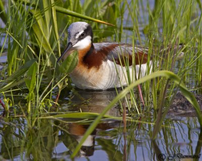 Wilsons Phalarope