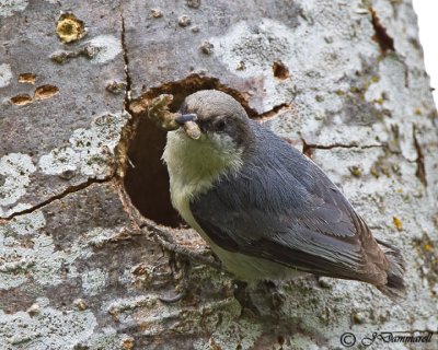 Pygmy Nuthatch