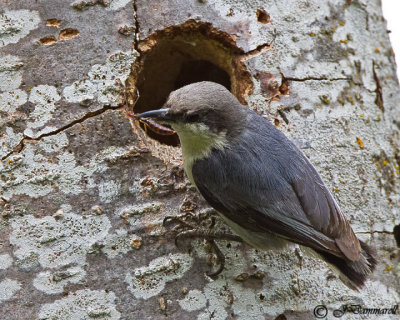 Pygmy Nuthatch