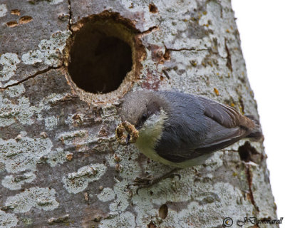 Pygmy Nuthatch