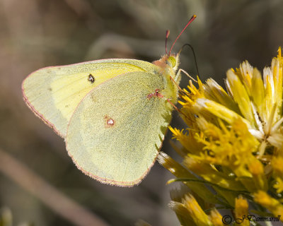 Sulphur Butterfly on Rabbitbrush
