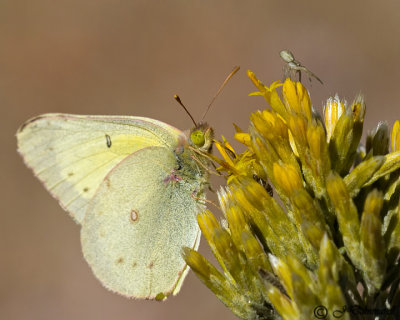 Sulphur Butterfly and Spider