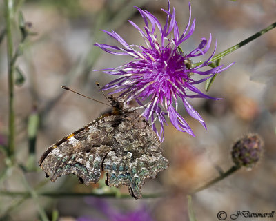 Green Comma Polygonia faunus